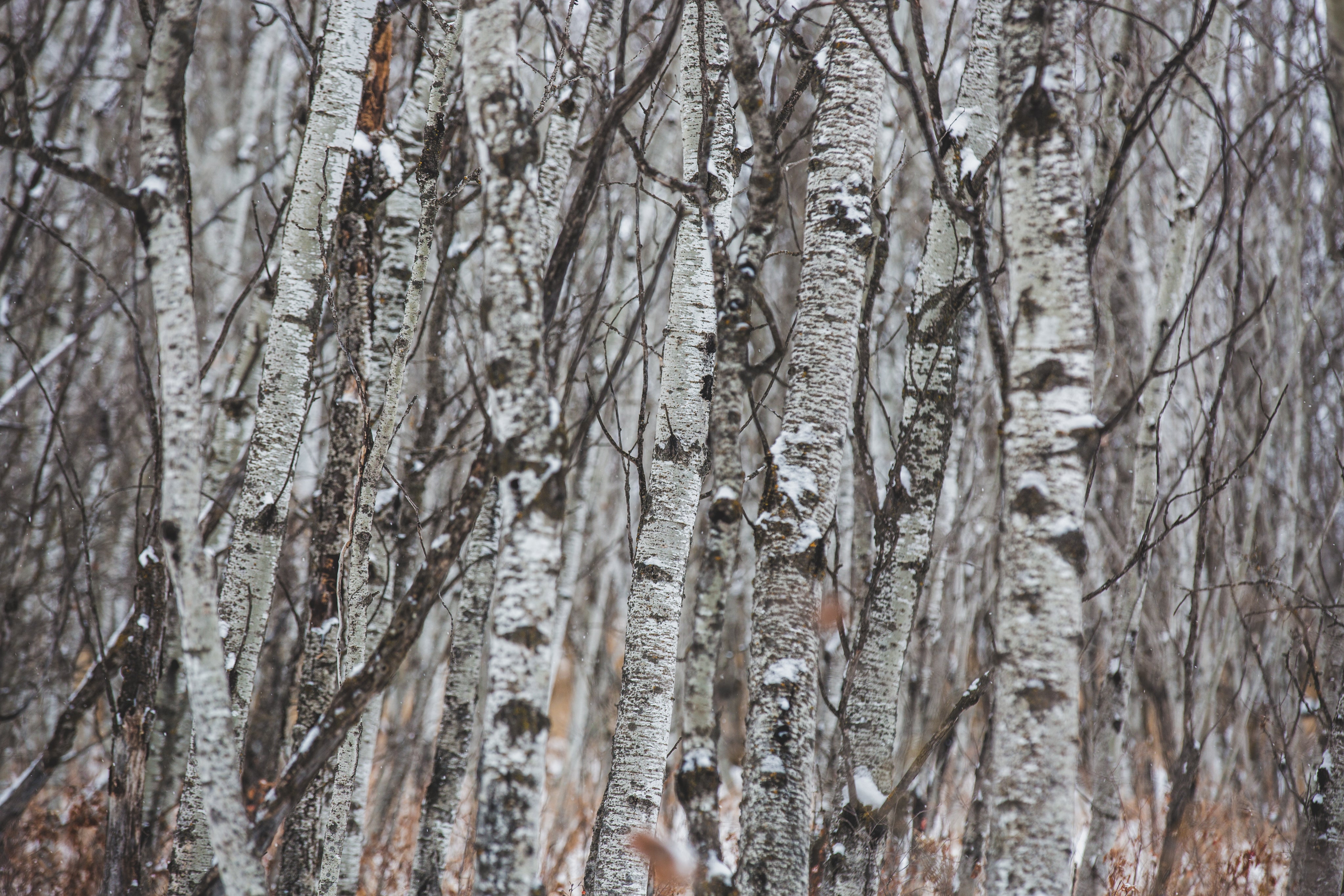 winter-birch-forest.jpg